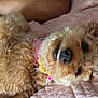 Nova is registered to the contest to win money with this photo: canine, close_up, collar, comfort, cozy, curly_fur, cute, dog, domestic_animal, fluffy, fur, happy, human_arm, indoor, lying_down, pet, pink_quilt, resting, smiling, snuggling