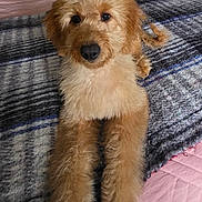 Nova is registered to the contest to win money with this photo: animal, bed, blanket, curly_fur, cute, dog, ears, face, fluffy, fur, golden_doodle, indoor, legs, looking, nose, pet, plaid, puppy, quilt, relaxed