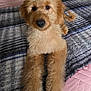 animal, bed, blanket, curly_fur, cute, dog, ears, face, fluffy, fur, golden_doodle, indoor, legs, looking, nose, pet, plaid, puppy, quilt, relaxed
