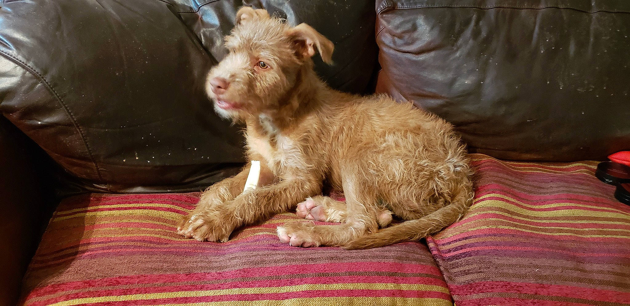 Chase is registered to the contest to win money with this photo: canidae, carnivore, companion_dog, dog, dog_breed, fawn, fur, liver, livestock, non_sporting_group, sporting_group, terrestrial_animal, terrier, toy_dog, working_animal