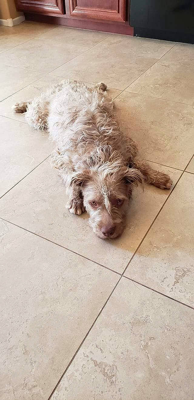 Chase joined the competition — help win amazing prizes! canidae, carnivore, cockapoo, companion_dog, dog, dog_breed, floor, flooring, fur, labradoodle, maltepoo, poodle, poodle_crossbreed, small_terrier, snout, sporting_group, terrier, toy_dog, water_dog, working_animal