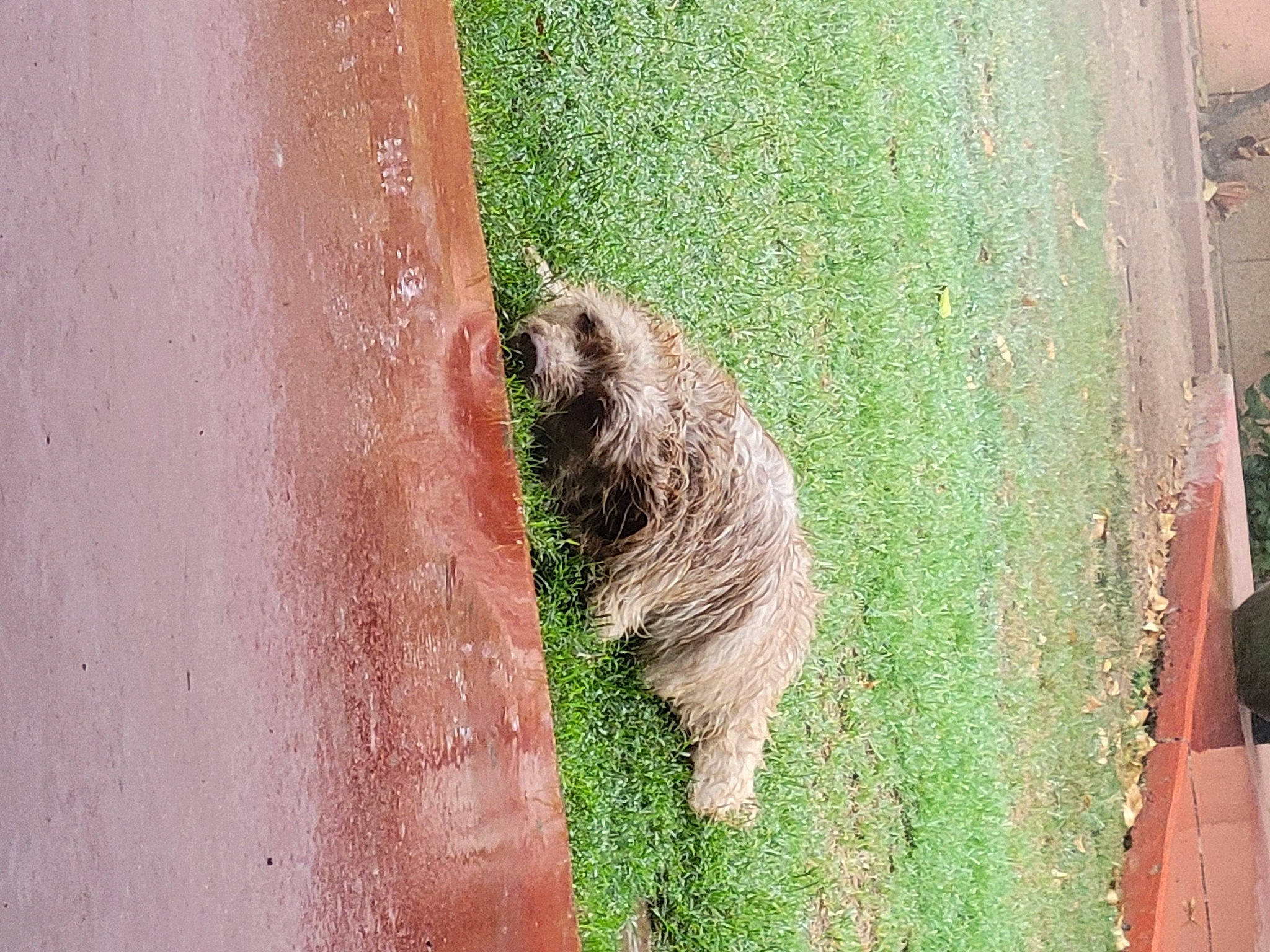 Chase is registered to the contest to win money with this photo: art, carnivore, corgi_chihuahua, fawn, felidae, fur, grass, groundcover, organism, plant, rodent, snout, tail, terrestrial_animal, tree, trunk, whiskers, wildlife, wombat, wood