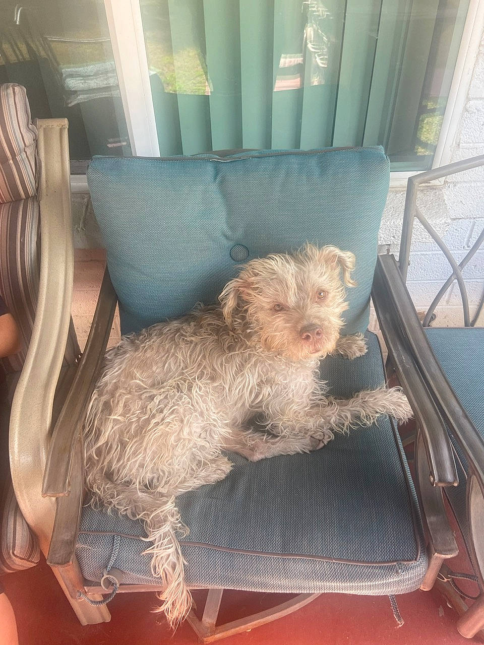 Chase joined the competition — help win amazing prizes! canidae, car_seat, carnivore, comfort, companion_dog, corgi_chihuahua, dog, dog_breed, fawn, fur, room, sitting, small_terrier, snout, sporting_group, tail, terrier, toy, toy_dog, wood