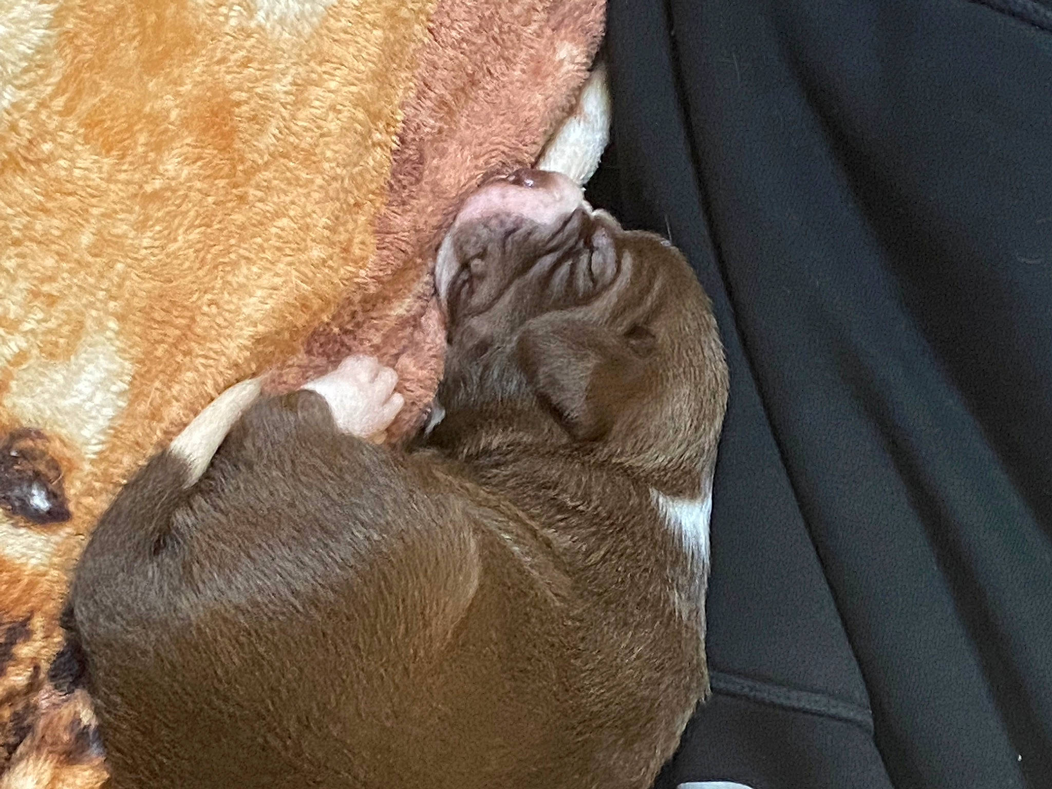 Runt joined the competition — help win amazing prizes! brown, canidae, carnivore, claw, comfort, dog, dog_breed, fawn, felidae, fur, human_leg, liver, small_to_medium_sized_cats, snout, sporting_group, tail, terrestrial_animal, wood, working_animal, wrinkle