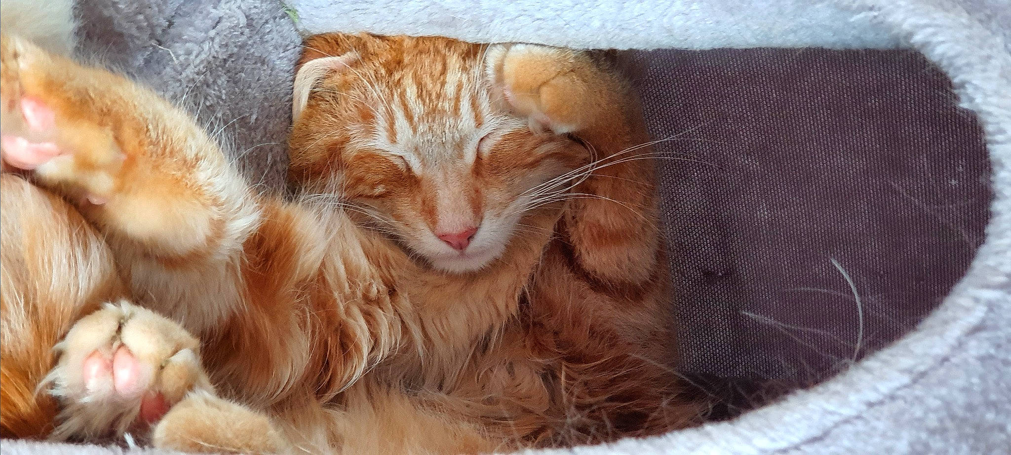 Paco a rejoint le concours — aidez-le/la à gagner de superbes lots ! carnivore, cat, cat_supply, claw, comfort, domestic_short_haired_cat, fawn, felidae, fur, grass, liver, nap, paw, small_to_medium_sized_cats, snout, tail, terrestrial_animal, whiskers, wildlife, wood