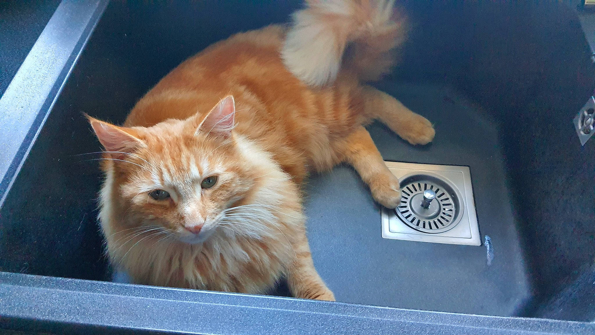 Paco participe au concours pour gagner de l'argent avec cette photo : box, cardboard, carnivore, cat, cat_supply, claw, domestic_short_haired_cat, fawn, felidae, fur, paw, small_to_medium_sized_cats, snout, tail, whiskers