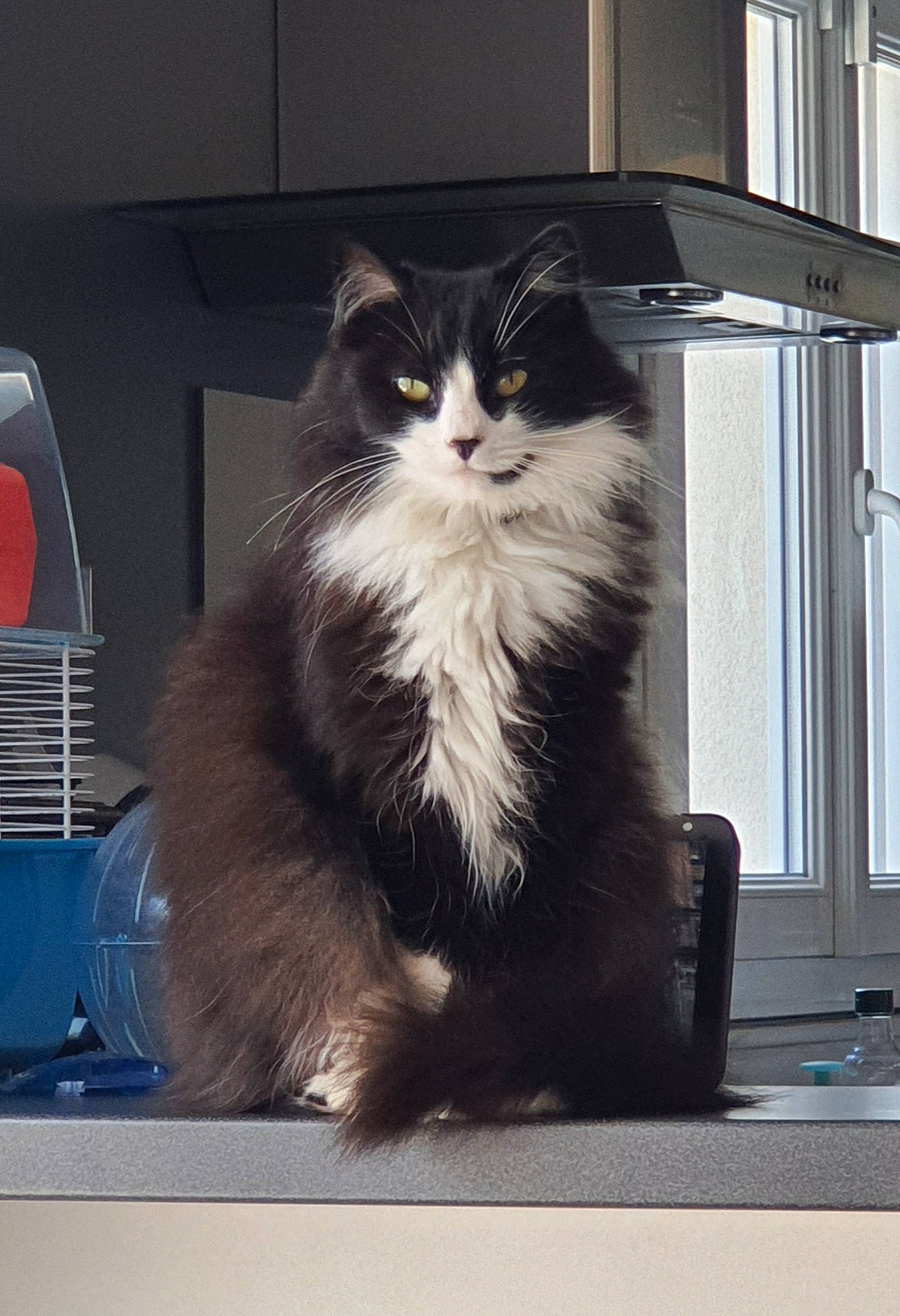 Gucci participe au concours pour gagner de l'argent avec cette photo : box, british_longhair, carnivore, cat, claw, domestic_short_haired_cat, felidae, flooring, formal_wear, fur, packaging_and_labeling, paw, rectangle, sitting, small_to_medium_sized_cats, snout, tail, vertebrate, whiskers, window