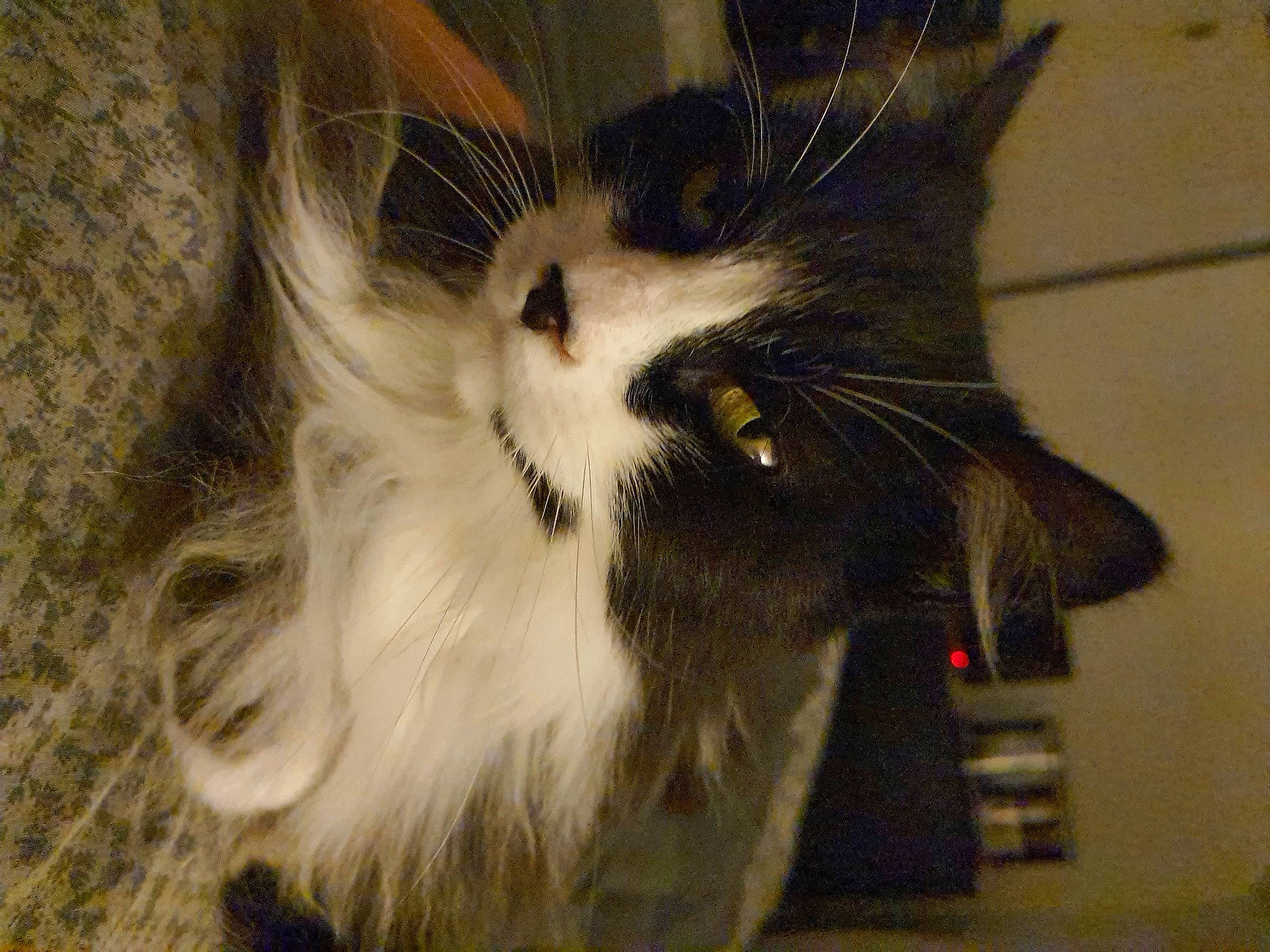 Gucci a rejoint le concours — aidez-le/la à gagner de superbes lots ! carnivore, cat, claw, domestic_short_haired_cat, felidae, fur, paw, small_to_medium_sized_cats, snout, tail, whiskers