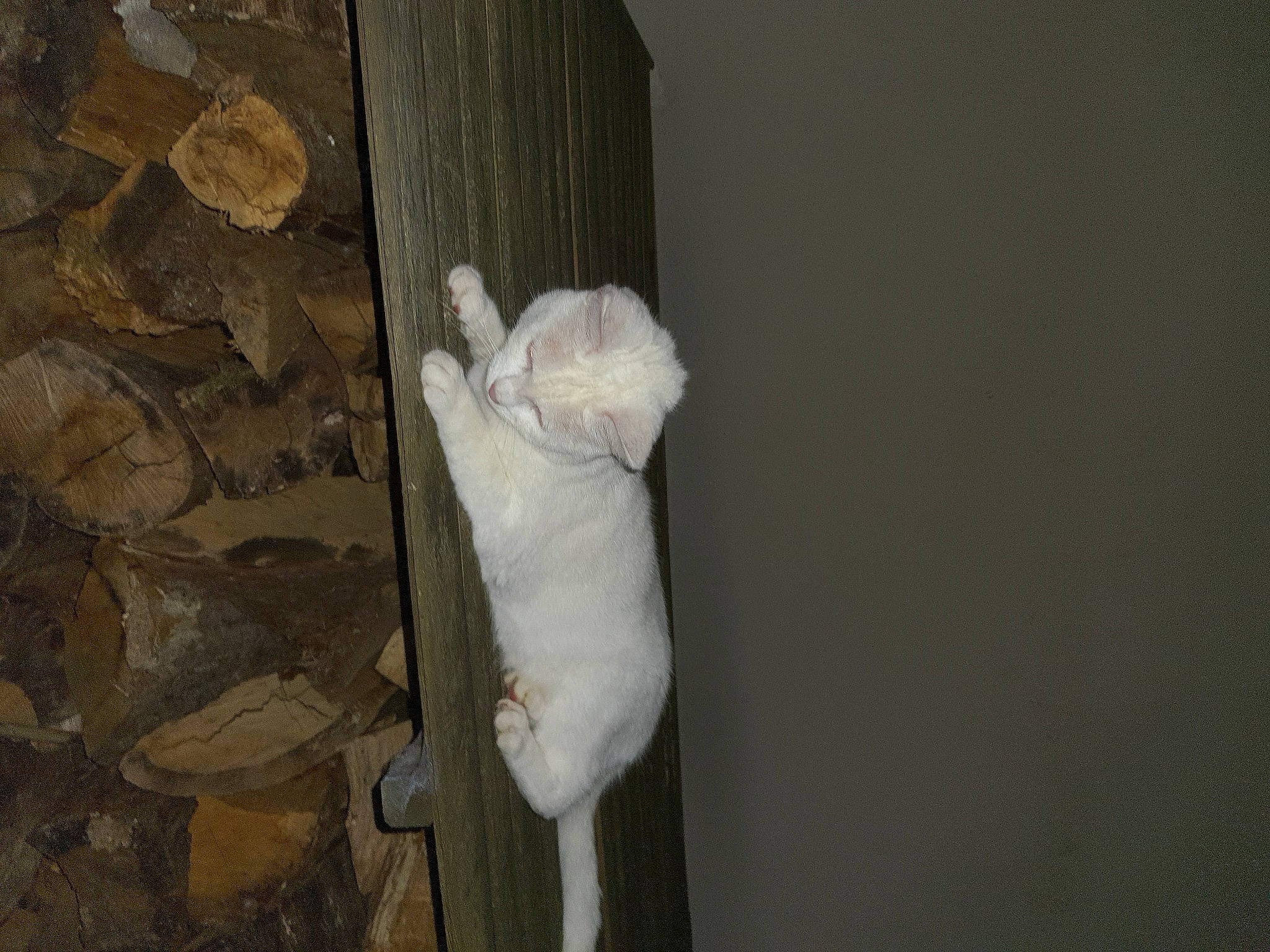 Nina participe au concours pour gagner de l'argent avec cette photo : carnivore, cat, fawn, felidae, fur, plaster, rat, reptile, rodent, room, small_to_medium_sized_cats, snout, stuffed_toy, tail, teddy_bear, terrestrial_animal, toy, whiskers, wood, wool