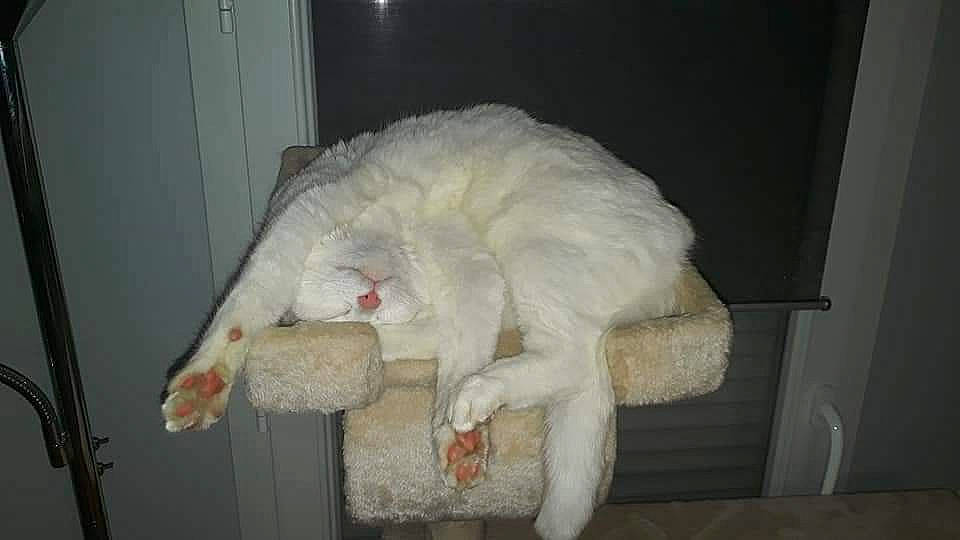 Nina participe au concours pour gagner de l'argent avec cette photo : canidae, carnivore, claw, companion_dog, dog_breed, fang, felidae, fur, fur_clothing, gas, paw, small_to_medium_sized_cats, snout, sporting_group, stuffed_toy, tail, toy, whiskers