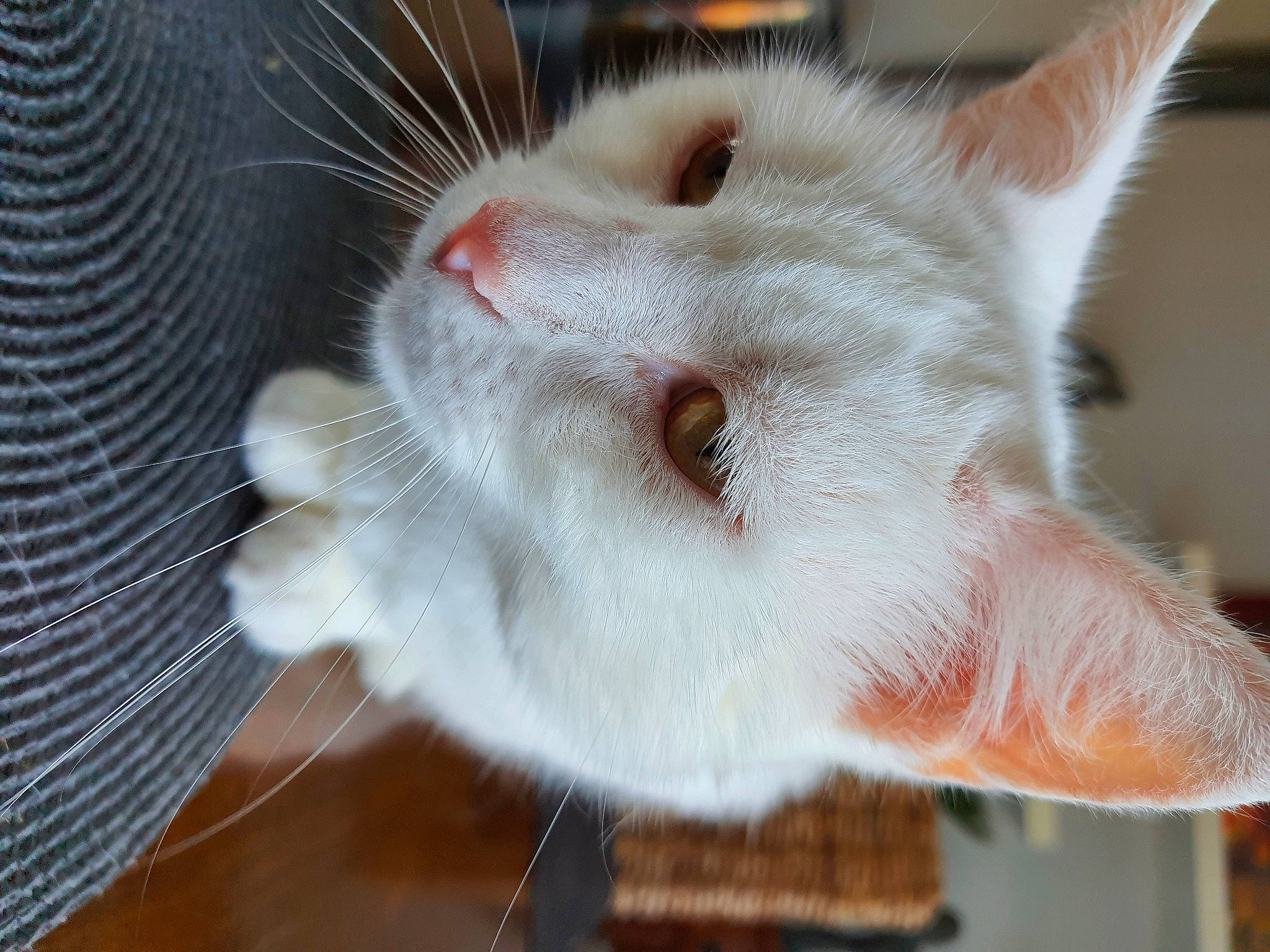 Nina participe au concours pour gagner de l'argent avec cette photo : animal_shelter, carnivore, cat, cat_supply, claw, collar, domestic_short_haired_cat, ear, fang, fawn, felidae, fur, iris, mesh, paw, pet_supply, small_to_medium_sized_cats, snout, tail, whiskers