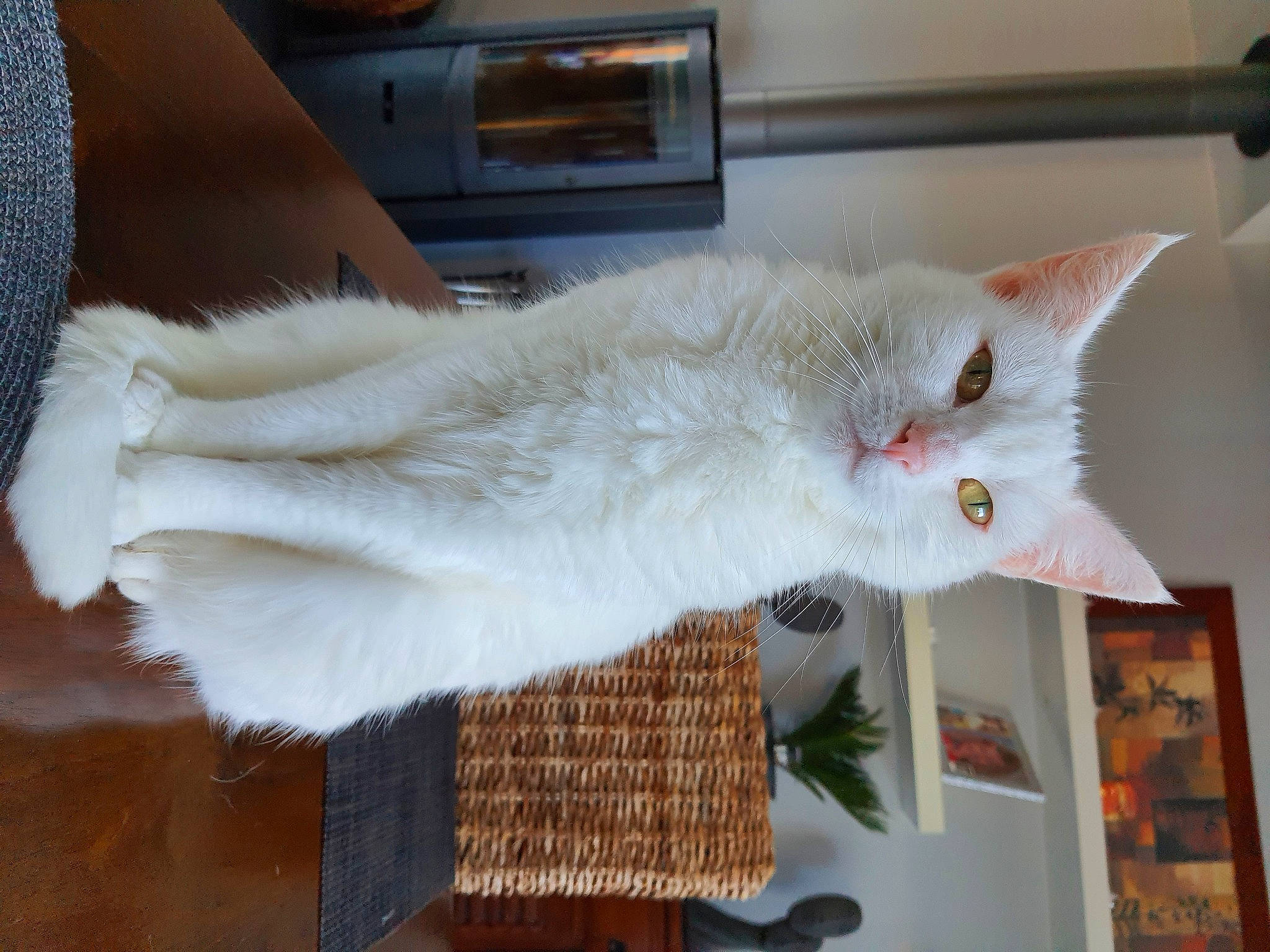 Nina participe au concours pour gagner de l'argent avec cette photo : carnivore, cat, claw, domestic_short_haired_cat, felidae, flooring, fur, paw, room, small_to_medium_sized_cats, tail, whiskers, wood