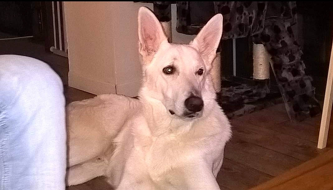 Dexter a rejoint le concours — aidez-le/la à gagner de superbes lots ! ancient_dog_breeds, canidae, carnivore, companion_dog, dog, dog_breed, door, ear, fawn, fur, hardwood, head, non_sporting_group, snout, sporting_group, terrestrial_animal, whiskers, wood, working_animal