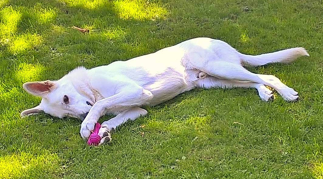 Dexter participe au concours pour gagner de l'argent avec cette photo : canidae, carnivore, companion_dog, dog, dog_breed, fawn, grass, grassland, herbaceous_plant, non_sporting_group, pasture, sporting_group, tail, terrestrial_animal, working_animal