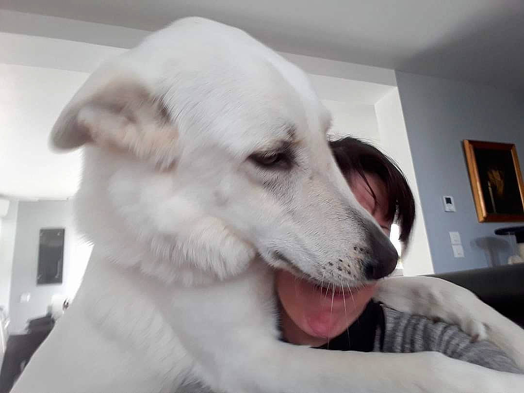 Dexter a rejoint le concours — aidez-le/la à gagner de superbes lots ! canidae, carnivore, companion_dog, dog, dog_breed, ear, fang, flooring, fur, happy, jaw, non_sporting_group, picture_frame, snout, sporting_group, whiskers, window