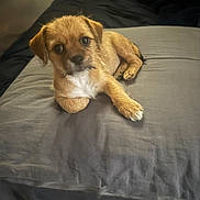 Marley participe au concours pour gagner de l'argent avec cette photo : puppy, dog, bed, gray_bedspread, cute, pet, animal, young_dog, indoor, lying_down, fur, brown_fur, white_chest, looking_up, ears, small_dog, cozy, domestic_animal, sleeping_area, soft_lighting