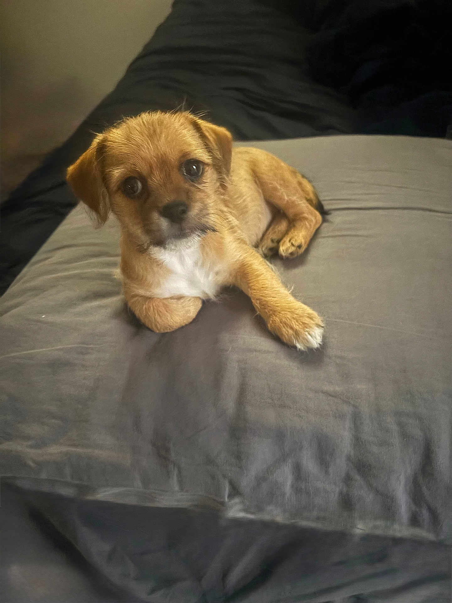 Marley participe au concours pour gagner de l'argent avec cette photo : puppy, dog, bed, gray_bedspread, cute, pet, animal, young_dog, indoor, lying_down, fur, brown_fur, white_chest, looking_up, ears, small_dog, cozy, domestic_animal, sleeping_area, soft_lighting