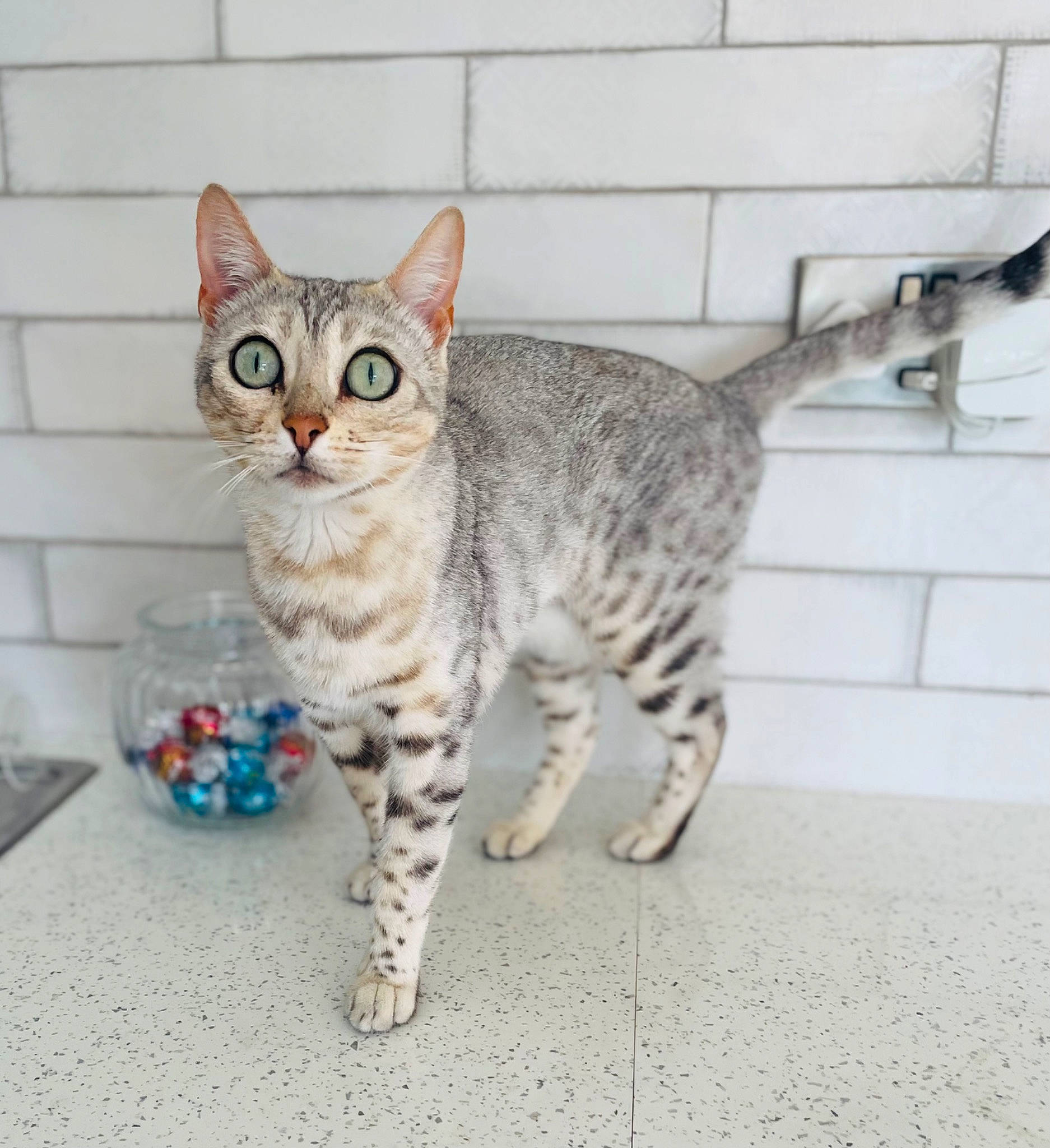 Harper is registered to the contest to win money with this photo: carnivore, cat, claw, domestic_short_haired_cat, felidae, fur, paw, sitting, small_to_medium_sized_cats, tail, terrestrial_animal, whiskers