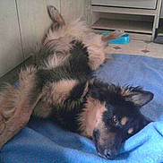 Rocky a rejoint le concours — aidez-le/la à gagner de superbes lots !