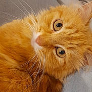 Dixon a rejoint le concours — aidez-le/la à gagner de superbes lots ! cat, orange_cat, fluffy, close_up, pet, whiskers, fur, eyes, animal, cute, domestic_cat, relaxed, indoor, mammal, feline, portrait, lying_down, soft_texture, curious, friendly