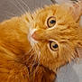 cat, orange_cat, fluffy, close_up, pet, whiskers, fur, eyes, animal, cute, domestic_cat, relaxed, indoor, mammal, feline, portrait, lying_down, soft_texture, curious, friendly