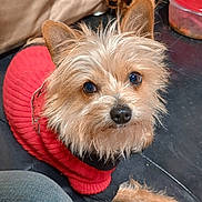 Hustle is registered to the contest to win money with this photo: animal, background, canine, casual, container, cozy, cushion, cute, dog, ears, eyes, floor, fur, indoor, looking_up, nose, pet, red_sweater, sitting, small_dog