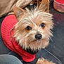 animal, background, canine, casual, container, cozy, cushion, cute, dog, ears, eyes, floor, fur, indoor, looking_up, nose, pet, red_sweater, sitting, small_dog