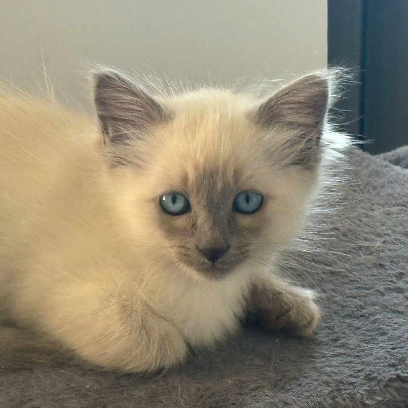 Moon participe au concours pour gagner de l'argent avec cette photo : angora, animal, cat, kitten, manx, pet, siamese