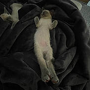 Lila joined the competition — help win amazing prizes! kitten, cat, sleeping, blanket, fur, pet, cozy, indoor, resting, cute, animal, paw, soft, relaxed, feline, nap, dark, comfort, young, domestic