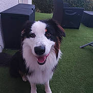 Aïko a rejoint le concours — aidez-le/la à gagner de superbes lots ! dog, animal, pet, smiling, outdoor, grass, fence, hedge, chair, table, happy, fur, black, white, brown, sitting, canine, face, tongue, nature