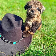 Rummy is registered to the contest to win money with this photo: adorable, animal, black_hat, brown_fur, closeup, cowboy_hat, cute, dog, fluffy, grass, nature, outdoor, pet, playful, puppy, small, sunlight, texture, turquoise_stones, young_dog