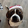 Tyson a rejoint le concours — aidez-le/la à gagner de superbes lots ! dog, pet, santa_hat, holiday, festive, brown, white, floor, wooden_floor, indoor, looking_up, cute, canine, domestic_animal, portrait, small_dog, animal, companion, adorable, christmas