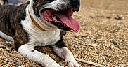 Tyson participe au concours pour gagner de l'argent avec cette photo : dog, tongue_out, beach, pebbles, happy, outdoor, animal, pet, lying_down, person, blurred_background, collar, smiling, summer, nature, canine, relaxation, close_up, tongue, playful