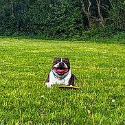 Tyson participe au concours pour gagner de l'argent avec cette photo : dog, grass, field, frisbee, happy, tongue_out, outdoor, nature, greenery, trees, wildflowers, pet, playful, canine, summer, sunlight, collar, smiling, animal, lying_down