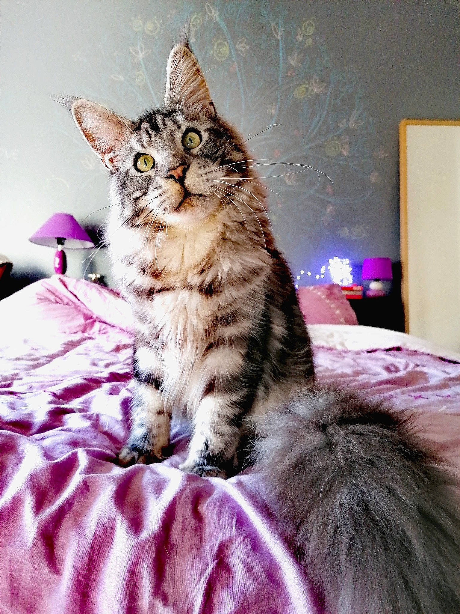 Rûmî a rejoint le concours — aidez-le/la à gagner de superbes lots ! american_curl, american_shorthair, asian, australian_mist, carnivore, cat, domestic_long_haired_cat, dragon_li, european_shorthair, felidae, kitten, maine_coon, mammal, norwegian_forest_cat, pixie_bob, siberian, small_to_medium_sized_cats, tabby_cat, vertebrate, whiskers