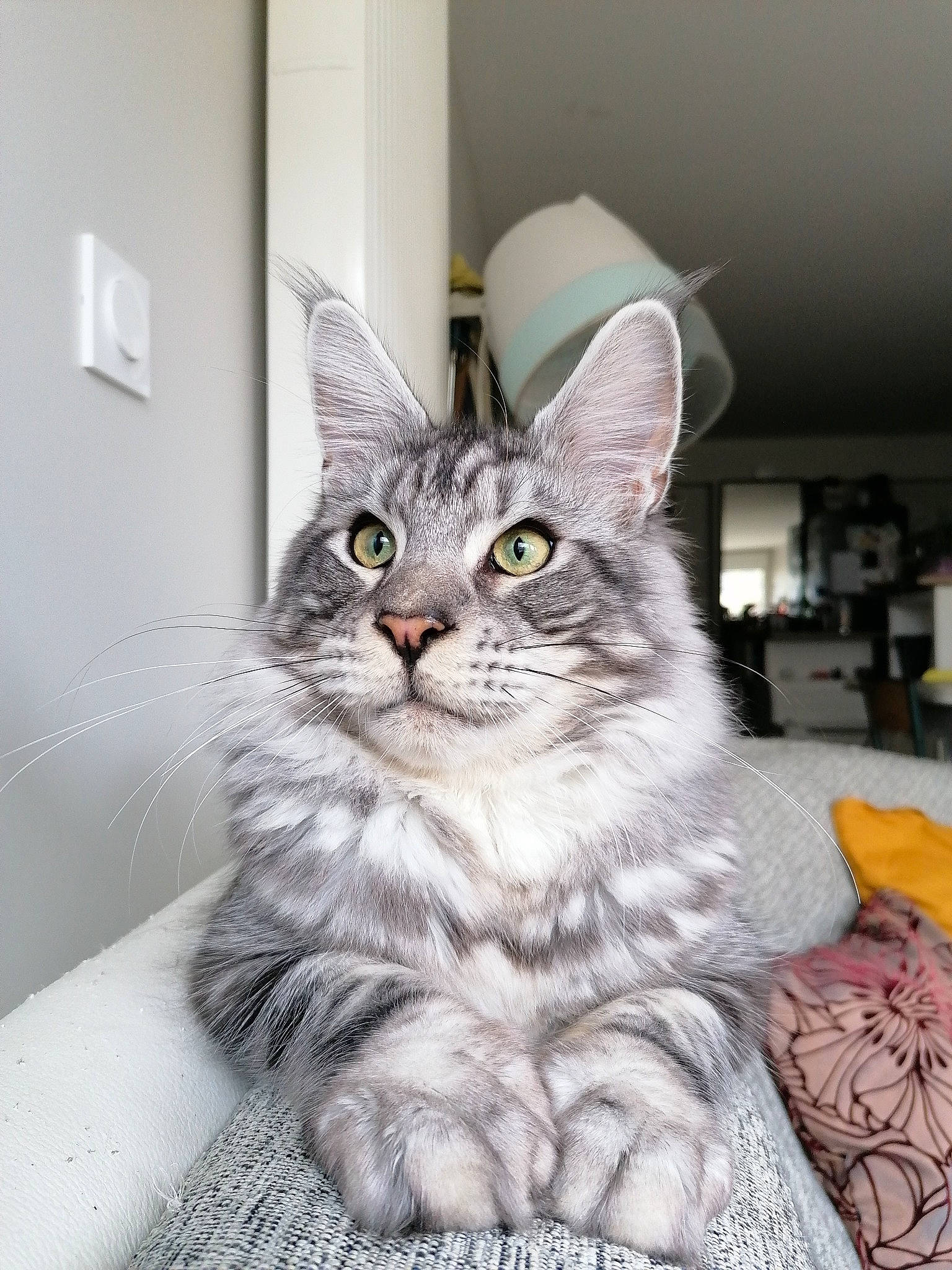 Rûmî participe au concours pour gagner de l'argent avec cette photo : american_shorthair, asian, asian_semi_longhair, british_semi_longhair, carnivore, cat, domestic_long_haired_cat, domestic_short_haired_cat, european_shorthair, felidae, kitten, maine_coon, mammal, norwegian_forest_cat, siberian, silver, small_to_medium_sized_cats, tabby_cat, vertebrate, whiskers