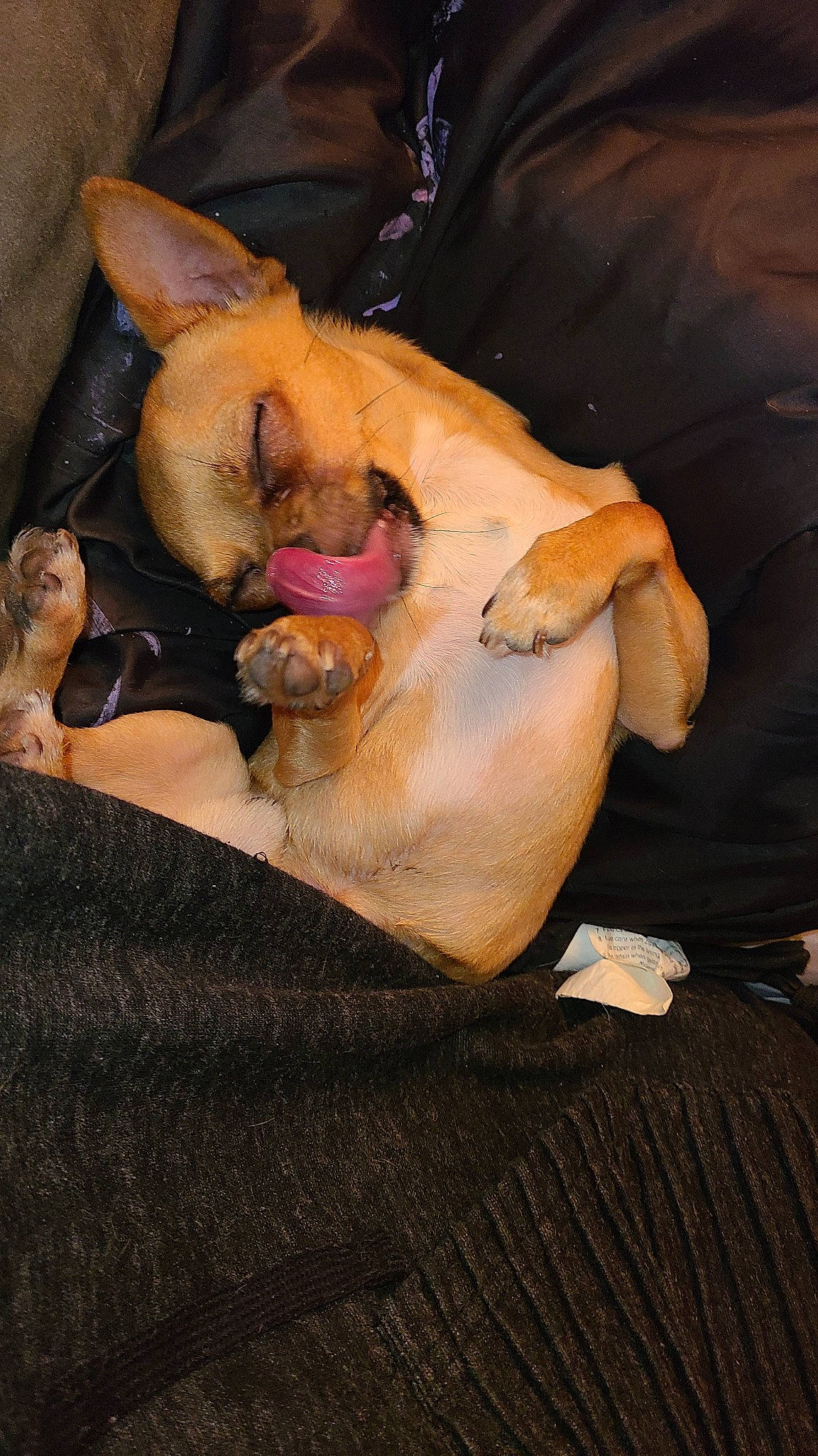 Karl joined the competition — help win amazing prizes! canidae, carnivore, companion_dog, dog, dog_breed, fawn