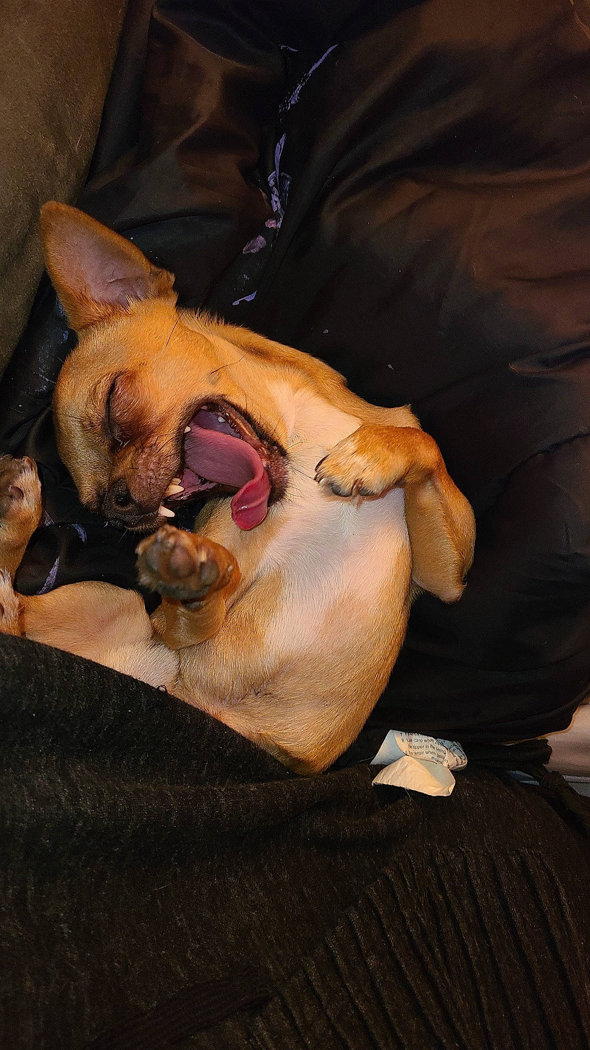 Karl is registered to the contest to win money with this photo: canidae, carnivore, dog, dog_breed, ear, fawn, mammal, non_sporting_group, snout, whiskers