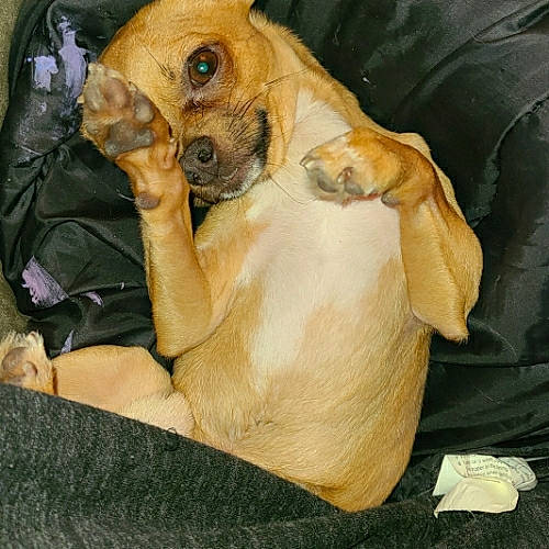 Karl joined the competition — help win amazing prizes! ancient_dog_breeds, black_mouth_cur, bloodhound, boerboel, canidae, carnivore, companion_dog, dog, dog_breed, fawn, fila_brasileiro, mammal, portuguese_pointer, puggle, puppy, puppy_love, snout, sporting_group, vertebrate