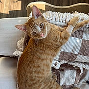 Duck is registered to the contest to win money with this photo: animal, blanket, cat, couch, cozy, curious, ears, fur, furniture, ginger_cat, home, indoor, paws, pet, relaxed, shadow, sunlight, tabby, whiskers, wooden_floor