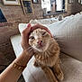 animal, brick_wall, cat, couch, cozy, domestic, face, framed_pictures, furniture, hand, indoor, orange_tabby, paw, pet, plant, relaxed, texture, watch, whiskers, window