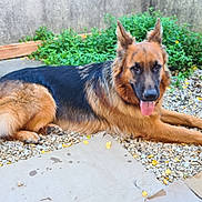 Rocky a rejoint le concours — aidez-le/la à gagner de superbes lots ! dog, german_shepherd, outdoor, gravel, greenery, concrete_wall, yellow_leaves, panting, animal, pet, lying_down, fur, tail, ears, nature, summer, daylight, relaxed, mammal, canine