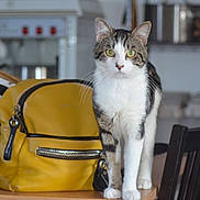 Neko a rejoint le concours — aidez-le/la à gagner de superbes lots ! cat, tabby_cat, indoor, table, yellow_backpack, curious, green_eyes, feline, domestic_animal, pet, whiskers, fur, ears, legs, chair, kitchen, blurred_background, zipper, black_stripes, wooden_surface