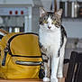 cat, tabby_cat, indoor, table, yellow_backpack, curious, green_eyes, feline, domestic_animal, pet, whiskers, fur, ears, legs, chair, kitchen, blurred_background, zipper, black_stripes, wooden_surface