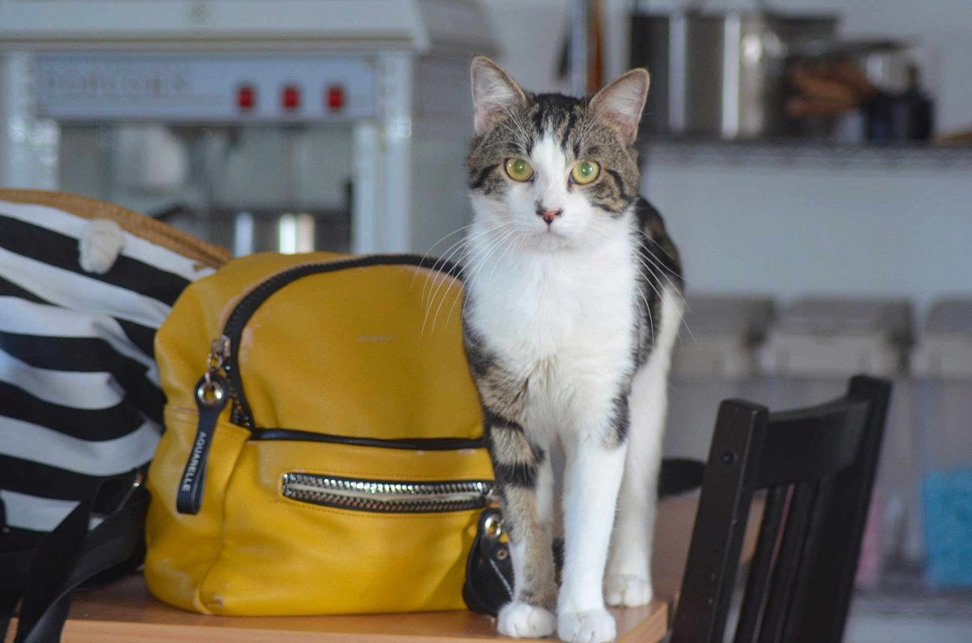 Neko a rejoint le concours — aidez-le/la à gagner de superbes lots ! cat, tabby_cat, indoor, table, yellow_backpack, curious, green_eyes, feline, domestic_animal, pet, whiskers, fur, ears, legs, chair, kitchen, blurred_background, zipper, black_stripes, wooden_surface