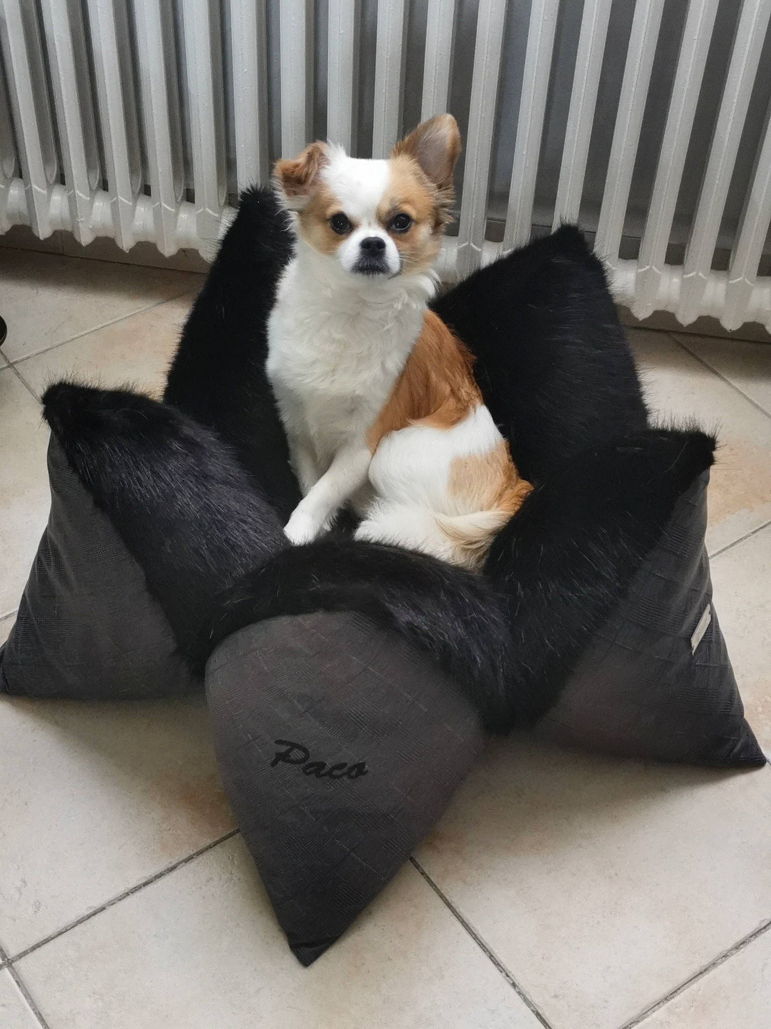 Paco participe au concours pour gagner de l'argent avec cette photo : carnivore, chihuahua, comfort, companion_dog, couch, dog, dog_bed, dog_breed, dog_supply, fawn, flooring, fur, hardwood, pet_supply, sporting_group, tail, toy_dog, whiskers, wood, working_animal