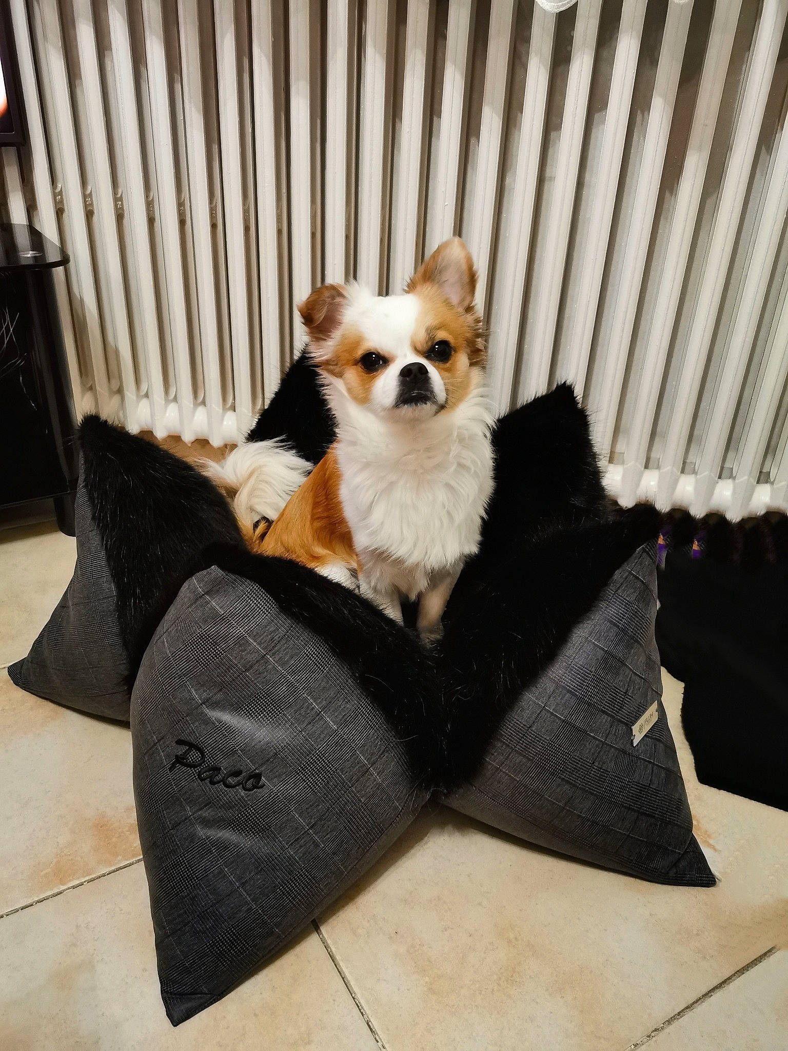 Paco participe au concours pour gagner de l'argent avec cette photo : bag, carnivore, chair, chihuahua, comfort, companion_dog, dog, dog_breed, dog_supply, eyewear, fawn, flooring, luggage_and_bags, pet_supply, snout, sunglasses, toy_dog, whiskers, wood, working_animal
