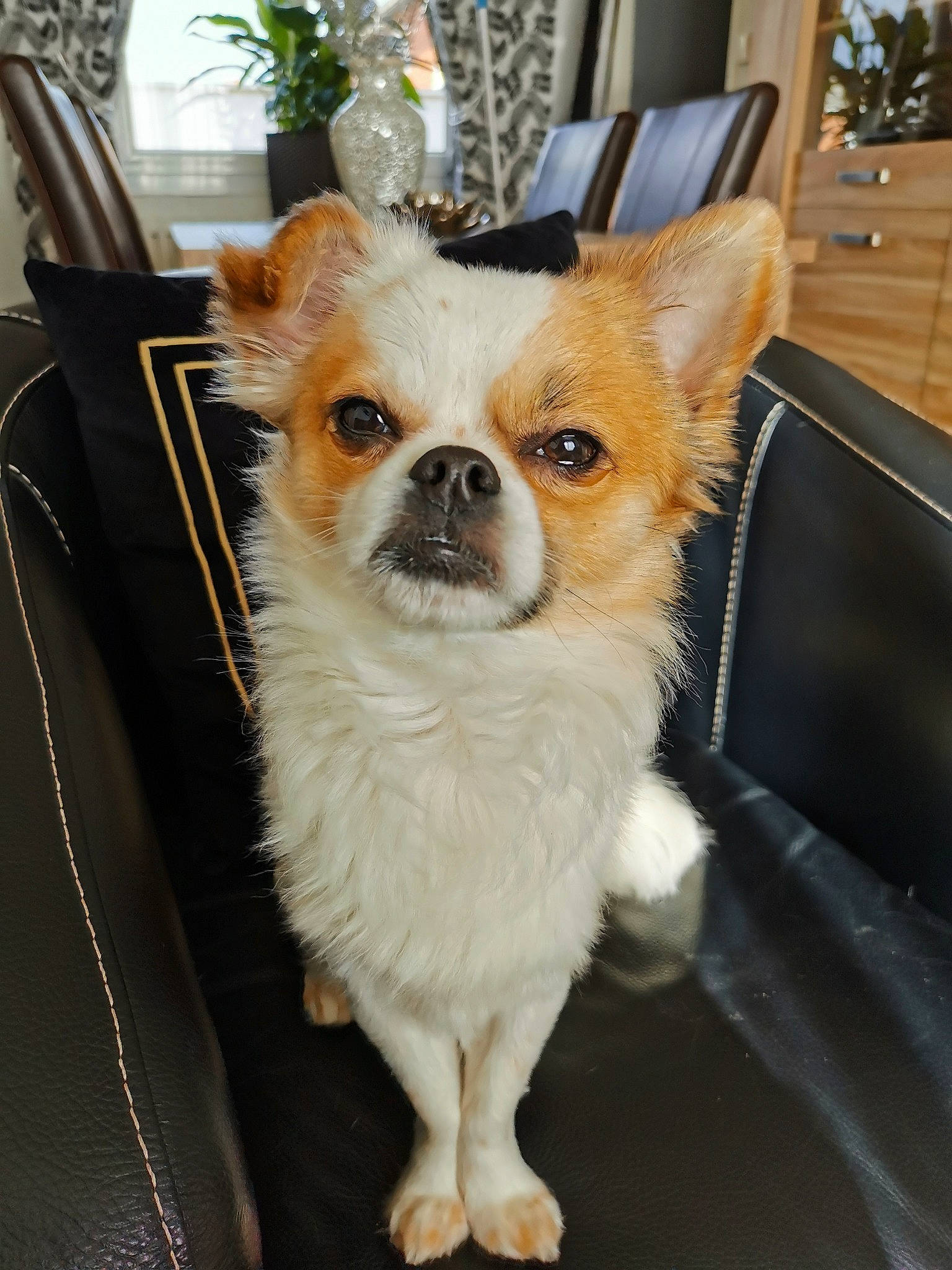 Paco participe au concours pour gagner de l'argent avec cette photo : canidae, carnivore, chair, companion_dog, corgi_chihuahua, dog, dog_breed, dog_supply, fawn, flowerpot, fur, snout, terrestrial_animal, toy_dog, whiskers, window, windshield, working_animal