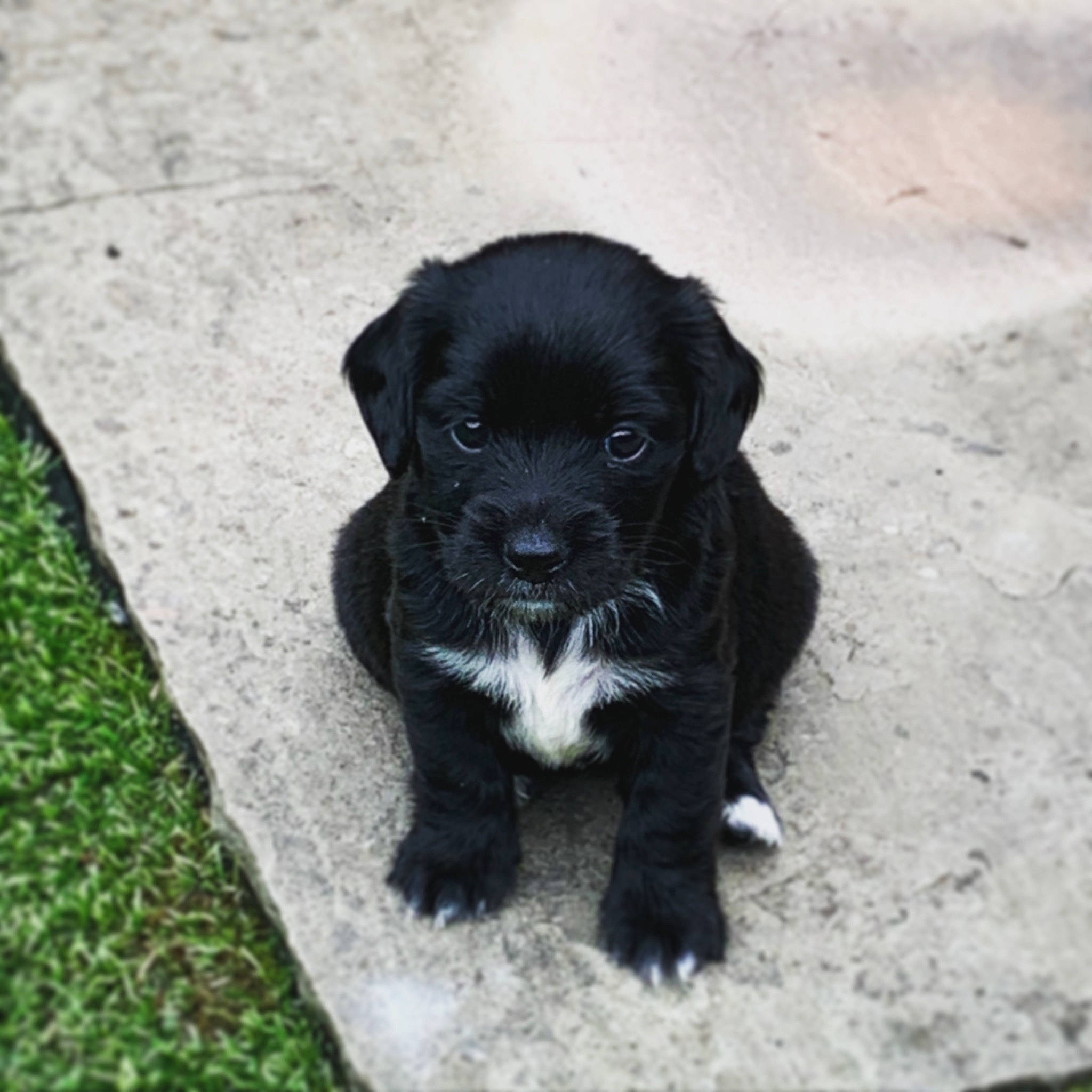 Willow joined the competition — help win amazing prizes! borador, carnivore, companion_dog, dog, dog_breed, fur, groundcover, liver, non_sporting_group, plant, sporting_group, street_dog, tail, terrestrial_animal, toy_dog, whiskers, working_animal