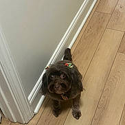 Coco joined the competition — help win amazing prizes! dog, small_dog, brown_dog, bows, ears, wooden_floor, flooring, wall, corner, pet, indoor, looking_up, curious, animal, companion, cute, domestic_animal, fur, standing, waiting